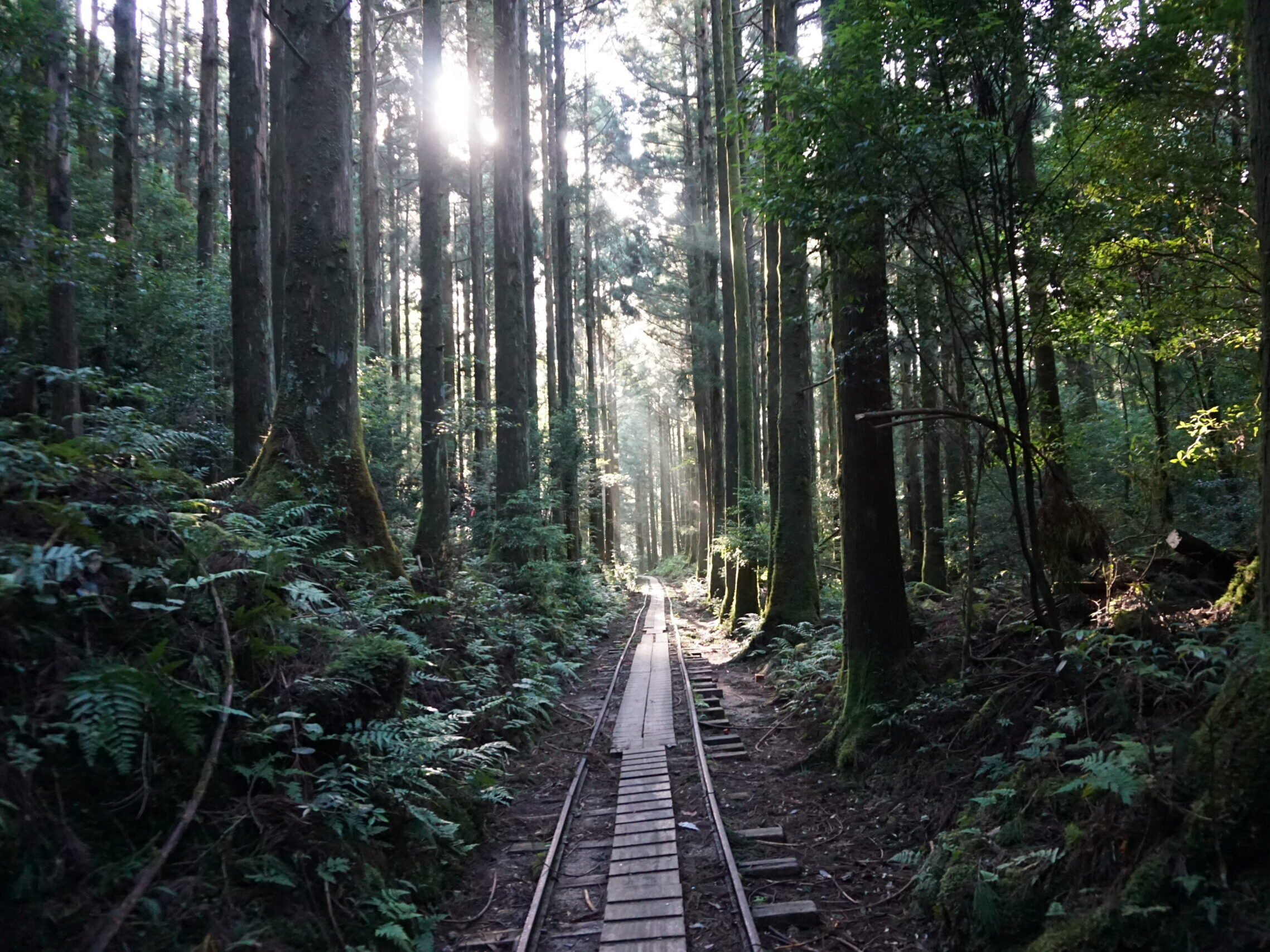 プロフィール写真。屋久島