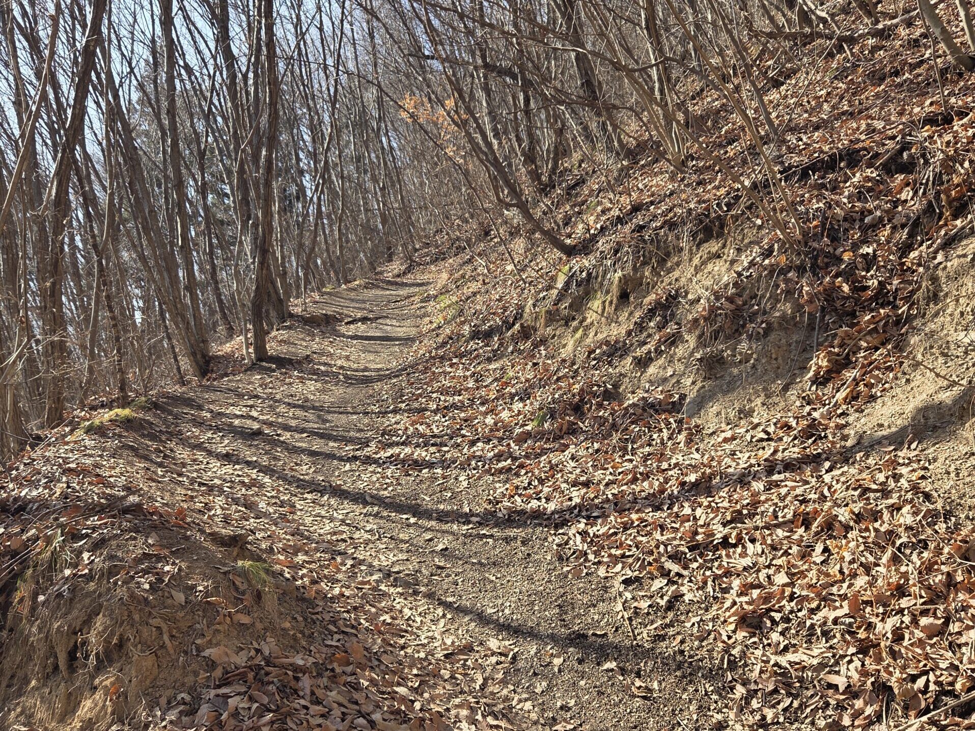 太郎山登山道。とても歩きやすい道です。