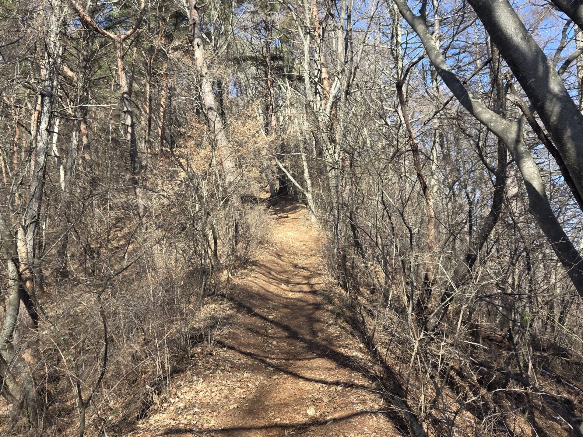 太郎山登山道。この先、視界が開けそうです。