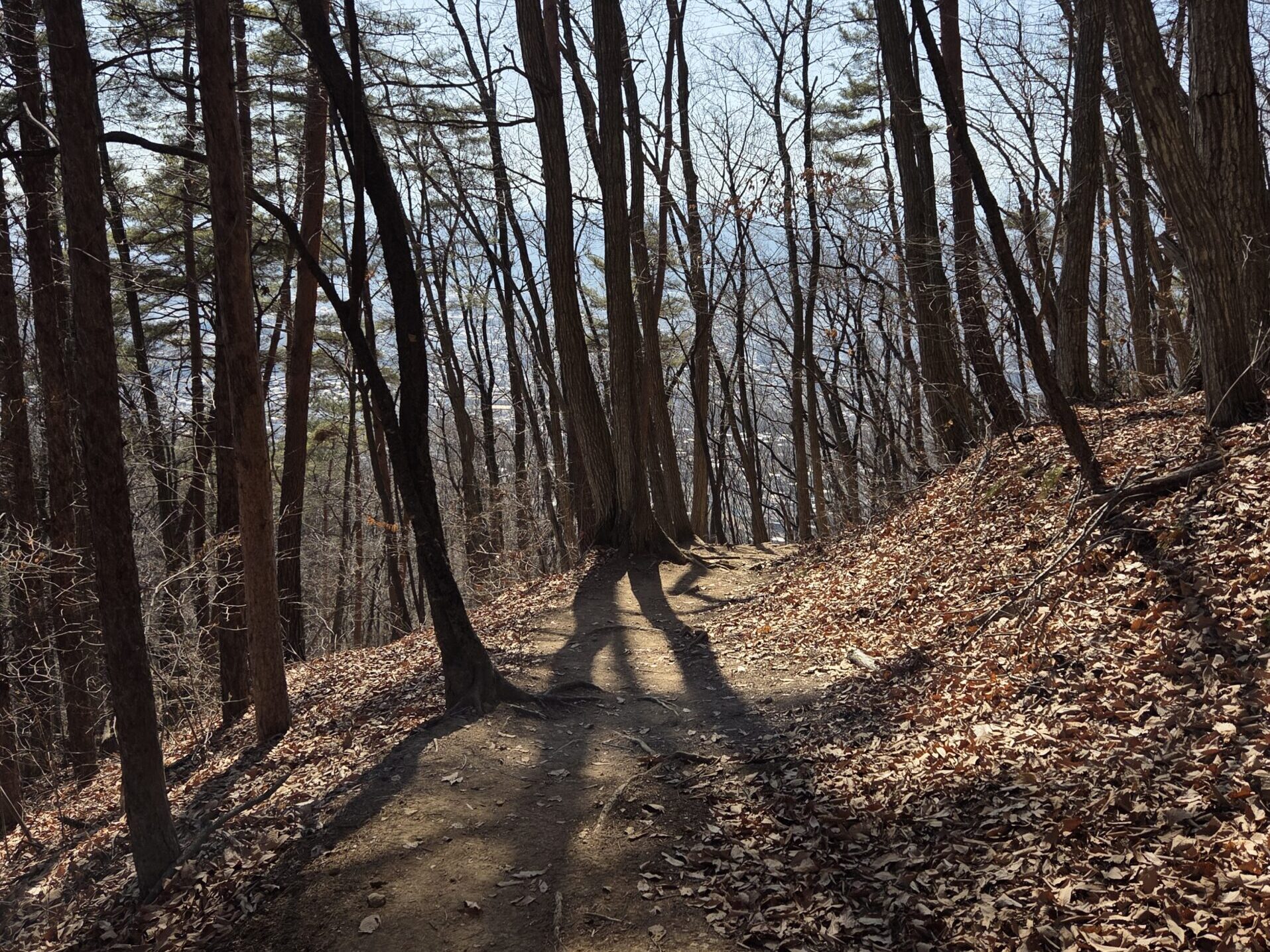 太郎山登山道。下山の様子。